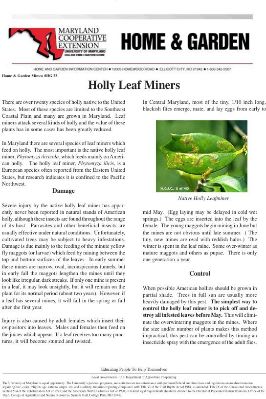 Botany--Holly-Leaf-Miners.jpg